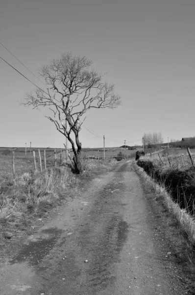 Monochrome Image Rural Scene Single Spring Tree Next Narrow Country — Stock Photo, Image