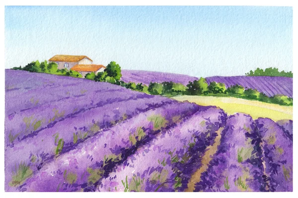 Provence, Fransa kırsal evde lavanta alanıyla. Suluboya