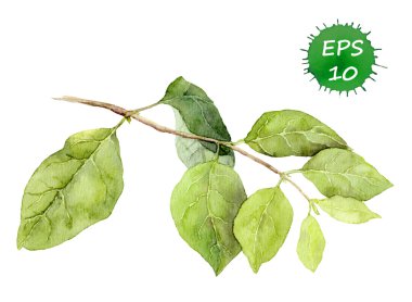 Yeşil yapraklar dalda. Suluboya botanik çizimi