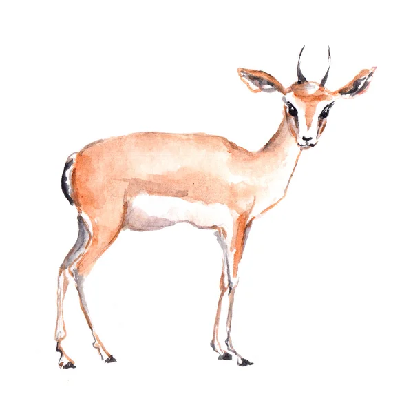 Antilop állat. Akvarell — Stock Fotó