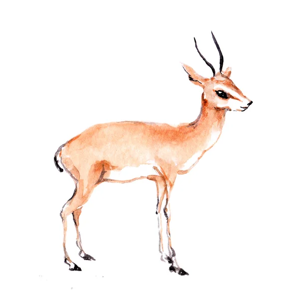 Animal antilope. Aquarelle — Photo