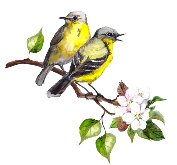 Two song birds on spring branch with leaves and flowers — Stock Photo, Image