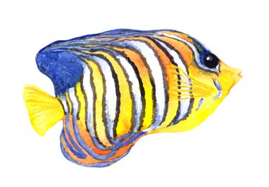 Egzotik balık - melek balığı. Suluboya