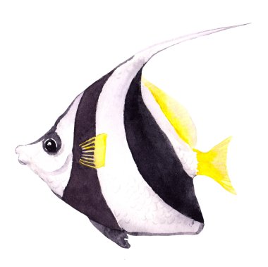 Egzotik balık - bannerfish. Suluboya