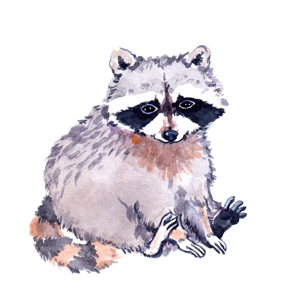 Cute raccoon animal. Watercolor — Stock Photo, Image