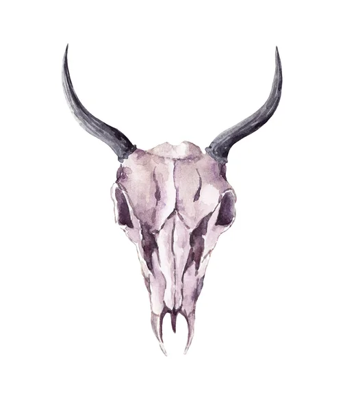 Crânio de búfalo. Aquarela — Fotografia de Stock