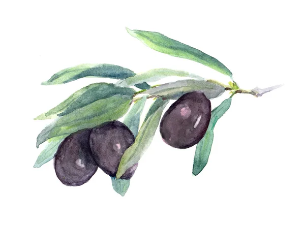 Branche d'olivier - olives noires légumes et feuilles. Aquarelle — Photo