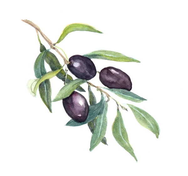 Ramo de azeitona - verduras de azeitonas pretas e folhas. Aquarela — Fotografia de Stock