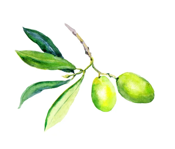 Branche d'olivier - olives vertes légumes et feuilles. Aquarelle — Photo