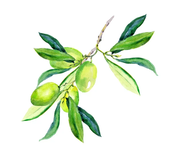 Branche d'olivier - olives vertes. Aquarelle — Photo