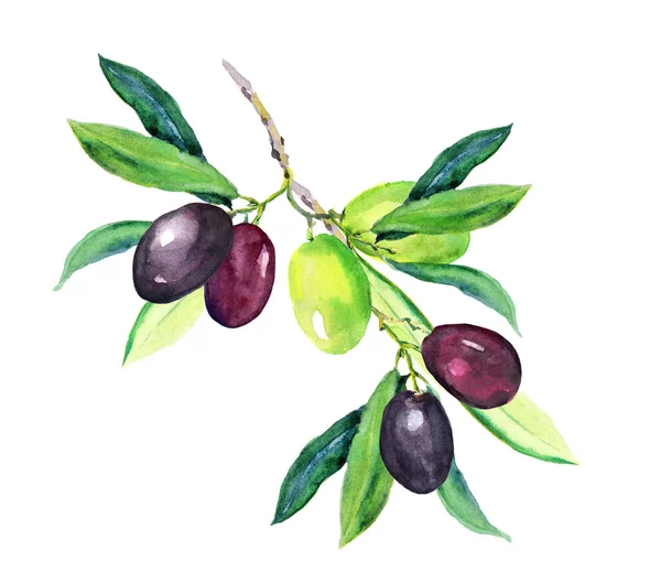 Ramo de azeitona - azeitonas verdes, pretas. Aquarela — Fotografia de Stock