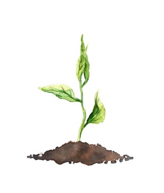 Bahar Filiz - bitki yetiştirme yeşil. Suluboya