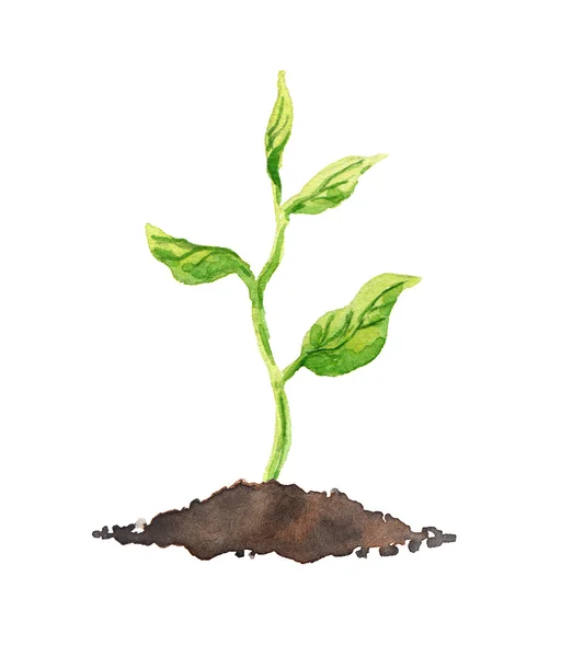 Green plant with leaves growing in soil. Watercolor — Stock Photo, Image