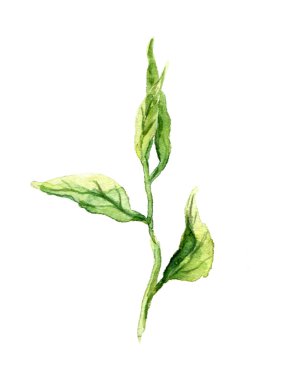 Yeşil bahar fidan yaprakları ile. Suluboya