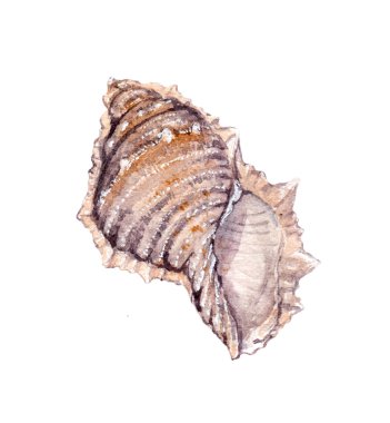 Deniz kabuğu. Suluboya resim üzerinde beyaz izole