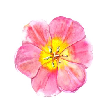 Pembe Lale çiçek. Suluboya