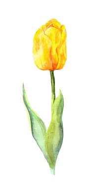 Sarı Lale çiçek - botanik suluboya resim