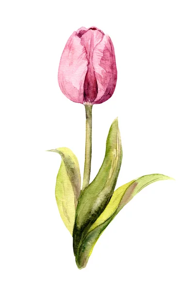 Fialové tulipány - akvarel botanická ilustrace — Stock fotografie