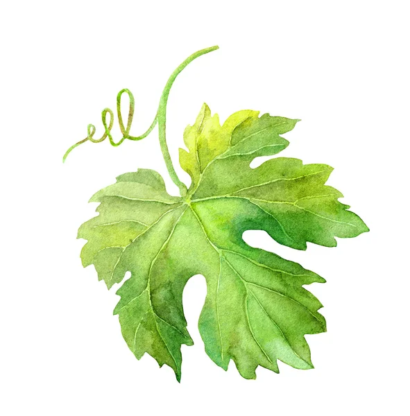 Feuille de raisin de vigne avec tourbillon. Aquarelle — Photo