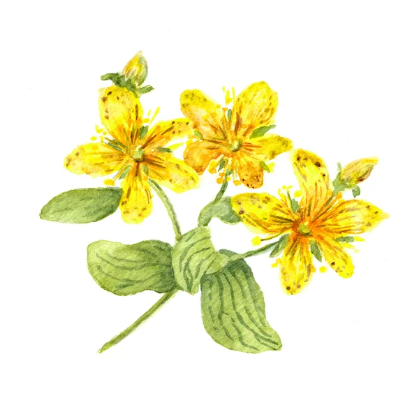 Hypericum virág. Johns wort növény. Akvarell — Stock Fotó