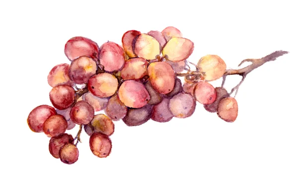 红色的水彩葡萄 — 图库照片