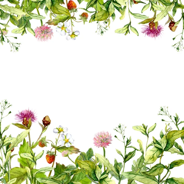 Flores de prado, relva de jardim, ervas. Cartão floral, em branco. Moldura aquarela — Fotografia de Stock