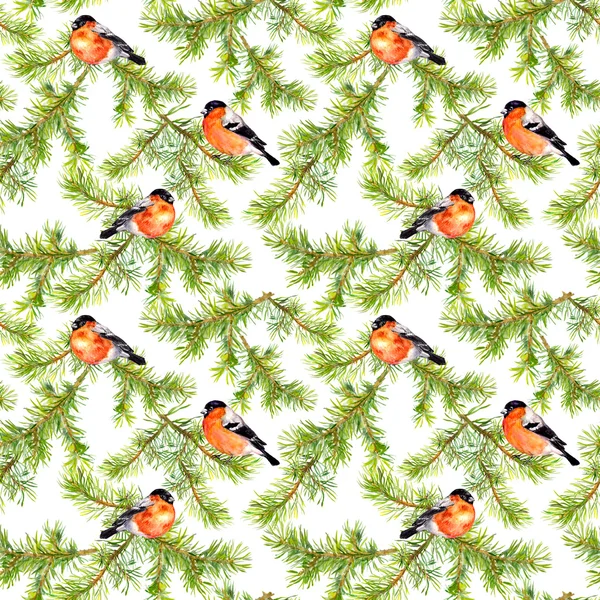 Fundo sem costura com bullfinches, mamas e ramos de abeto — Fotografia de Stock