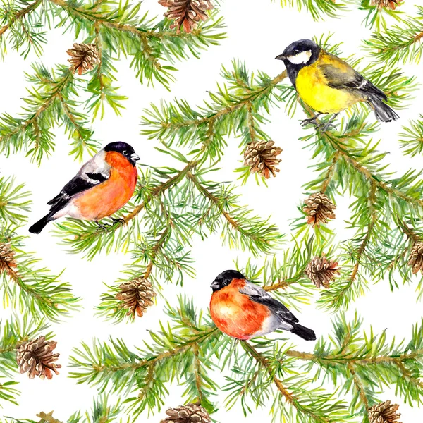 Birds finch, tit, branches of christmas tree. Seamless pattern. Watercolor — Stock Photo, Image