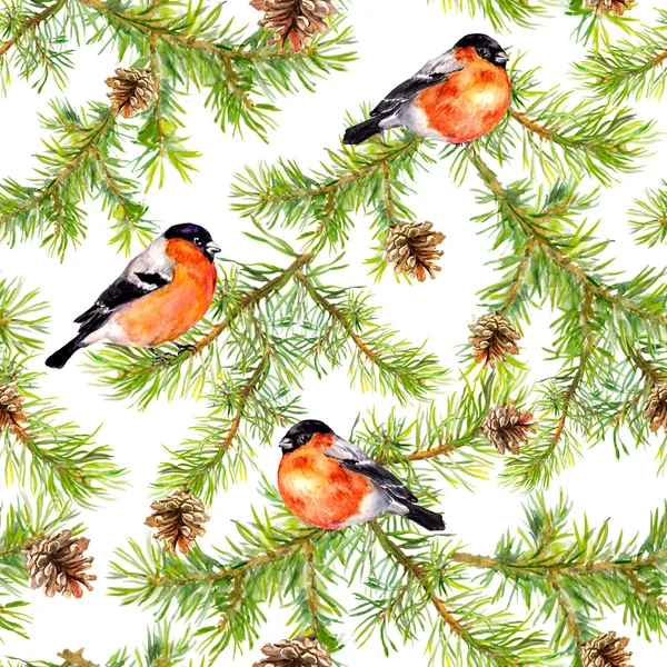 Pássaros vermelhos, ramos de pinheiros, cones. Padrão sem costura. Aquarela — Fotografia de Stock