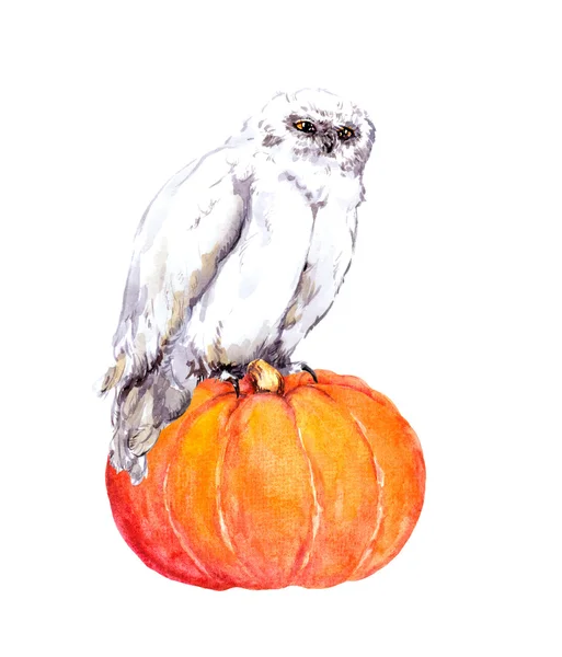 Witte uil op de pompoen. Halloween aquarel — Stockfoto