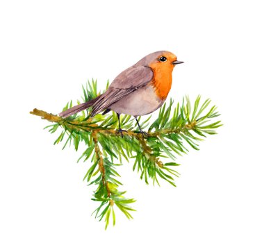 Robin Bird suluboya üzerine boyanmış köknar ağacı dalı