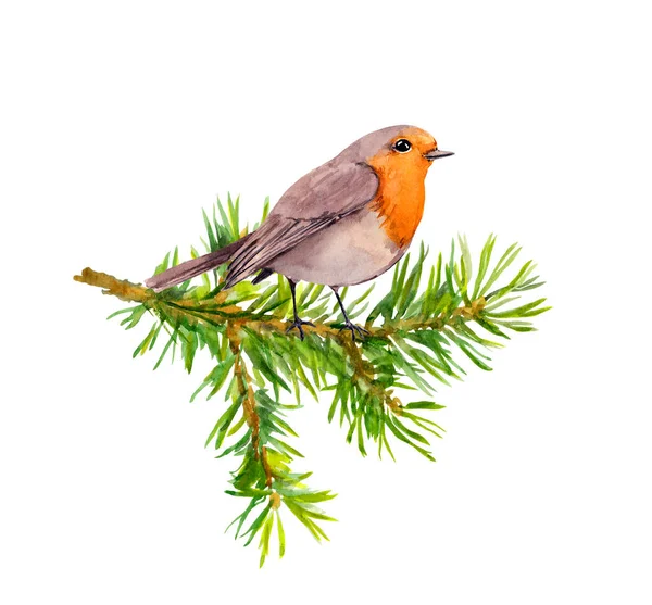 Robin bird on watercolor painted fir tree branch — Stock Photo, Image