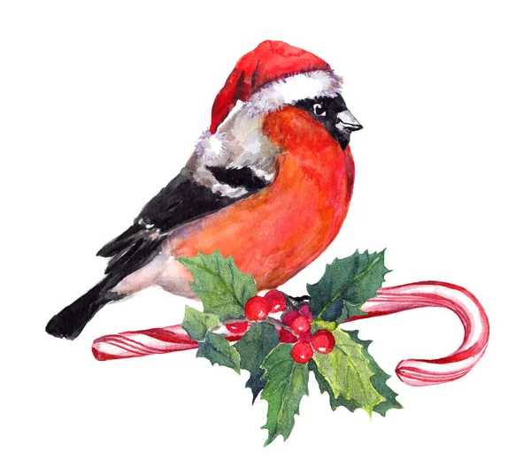 Świąteczny ptaszek w czerwonym kapeluszu Mikołaja na trzciny cukrowej i jemiołę. Akwarela — Zdjęcie stockowe