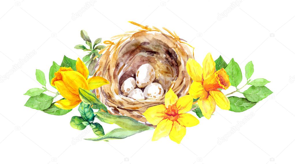 Bird eggs in nest with yellow narcissus flowers and green spring leaves. Watercolor card, illustration for Easter