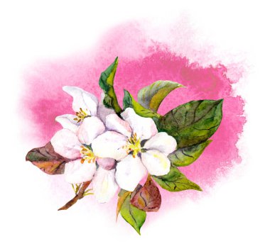 Suluboya elma ya da kiraz çiçeği suluboya arkaplan üzerinde