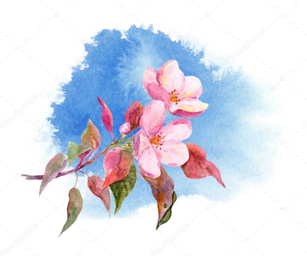 Watercolor apple or cherry sakura flower on blue ink blotch background
