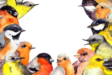 Bir sürü kuşun olduğu kart. Robin, Serçe, ispinoz, diğerleri. Suluboya