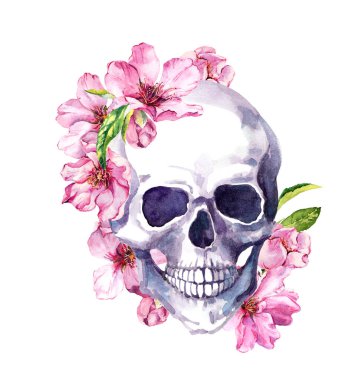 İnsan kafatası, pembe kiraz çiçeği, taze sakura çiçekleri. Suluboya