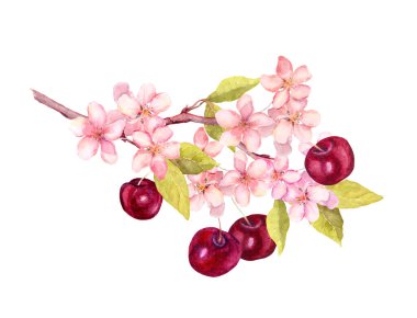 Kiraz çilekli dal, sakura çiçekli çiçek. Suluboya botanik çizimi