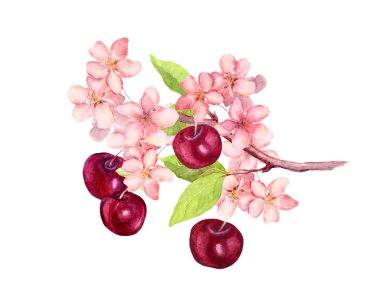 Kiraz çilekli dal, sakura çiçekli çiçek. Suluboya botanik çizimi