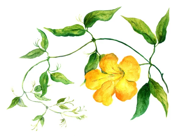 Branche de fleur de bindweed jaune. Illustration aquarelle — Photo