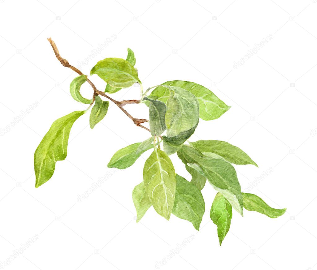 Green leaves on branch. Water color illustration