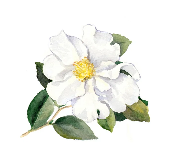 Bílá kamélie. Barva vody botanické ilustrace — Stock fotografie