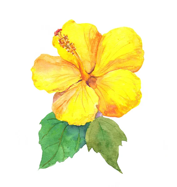 Flor de hibisco amarillo. Dibujo pintado a mano de acuarela —  Fotos de Stock