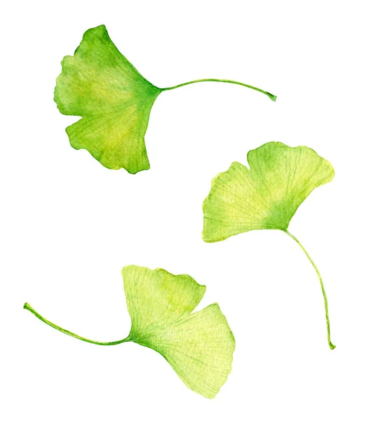 Conjunto de hojas verdes planta Gingko. Color de agua — Foto de Stock