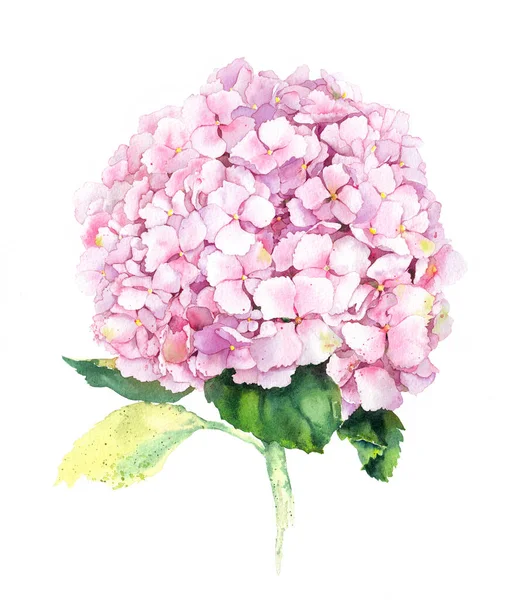 Flor de hortênsia rosa. Watercolor pintado à mão ilustração — Fotografia de Stock