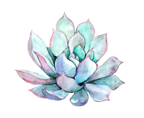 수초 식물. 손으로 그린 물색 식물학적 삽화 — 스톡 사진