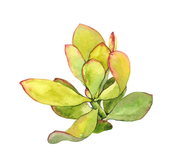 多肉植物。手描き水彩植物図 — ストック写真