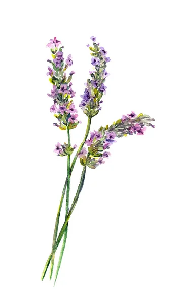 Flores de lavanda. Ilustración pintada a mano en acuarela — Foto de Stock