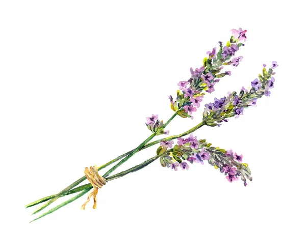 Lavender flowers. Water color hand painted illustration — Φωτογραφία Αρχείου